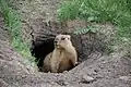 Une marmotte sortant de son terrier. Striltsivskyi Step Réserve Naturelle, Ukraine