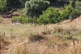 Katnaghbyur (Kotayk)