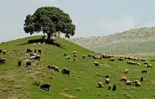 Photographie d'un troupeau de moutons dans un pré.