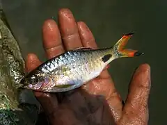 Dawkinsia filamentosa.