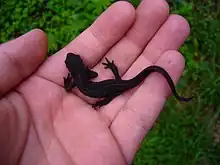 Une salamandre de couleur marron foncé dans une main humaine.