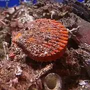 Chlamys nobilis, un Pectinidae