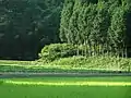Forêt de cyprès au Japon