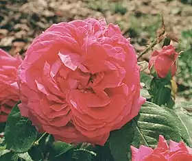 Image illustrative de l’article Camille Bernardin (rose)