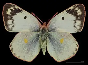 Colias alfacariensis, ♀