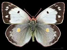 Colias crocea f.helice