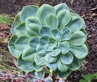 Echeveria secunda.