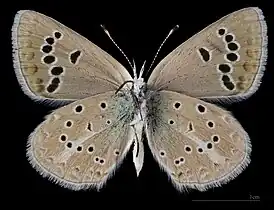 Polyommatus d. damone  ♀ △