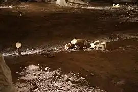 06&nbsp;: Crânes d’ours, un os planté verticalement dans le sol.