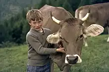 vache grise, mufle noir cerclé de clair, oreilles velues, cornes blanches à pointe noire.