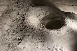 05&nbsp;: Empreintes d’ours et bauge.