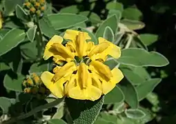 Sauge de Jérusalem Phlomis fructicosa