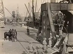Déchargement de chevaux et mules, avril 1918.