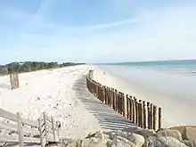 Pieux en bois plantés dans le sable pour tenter d'enrayer le recul de la dune à Cleut Rouz.
