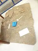 Moulage d'un foyer de la couche 5c, datant de 300&nbsp;000&nbsp;ans environ (paléolithique inférieur) (Musée de la préhistoire finistérienne de Penmarc'h).