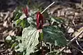 Trillium maculatum