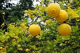 Poncires (Adenauer-park d'Hockenheim)