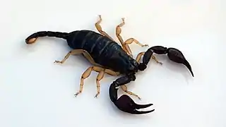Euscorpius flavicaudis