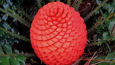 Encephalartos ferox du jardin botanique de San Diego.