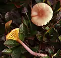 Hygrocybe lilacina.
