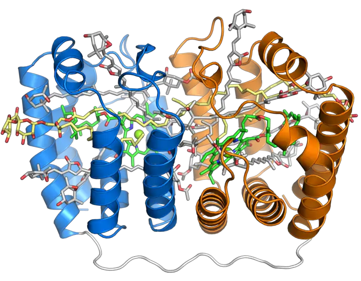 Structure du complexe péridinine-chlorophylle-protéine soluble du dinoflagellé Amphidinium carterae&nbsp;(en). Ce complexe est présent chez de nombreux dinoflagellés photosynthétiques et est structuré autour d'une protéine de forme creuse évoquant une barque avec deux répétitions de huit hélices α (représentées en bleu et en orange) entourant une cavité centrale remplie de pigments photosynthétiques. Chaque segment à huit hélices se lie à une molécule de chlorophylle a (en vert), une molécule de diglycéride (en jaune) et quatre molécules de péridinine (en gris) (PDB&nbsp;1PPR).