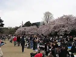 Hanami.