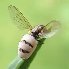 Entomophthora muscae (Entomophthoromycota)