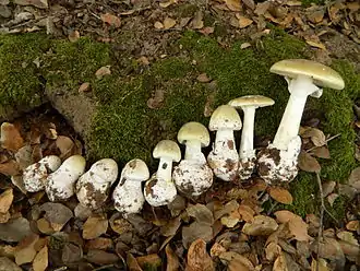 Alignement de plusieurs pieds d’Amanita phalloides montrant l'évolution de la morphologie du sporophore : le chapeau ovoïde à l'état jeune s'étale et devient convexe à maturité.