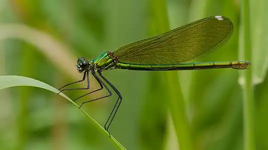 Calopteryx splendens femelle.