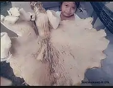 Termitomyces titanicus, le plus grand champignon comestible connu.