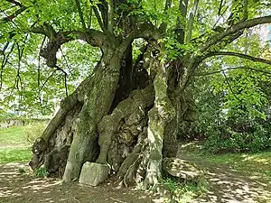 Tilleul de Collm&nbsp;(de) à Collm&nbsp;(de)