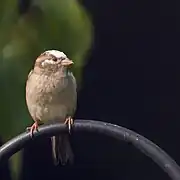 Un Moineau domestique femelle leucique