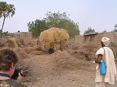 Approvisionnement en paille pour la cuisson à feu ouvert.