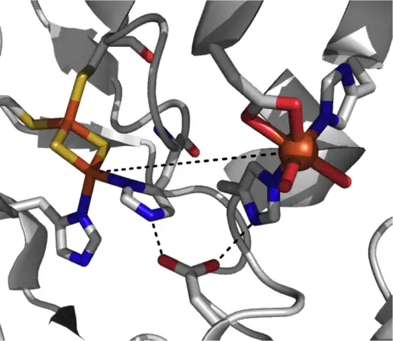 Structure du site actif d'une dioxygénase de Rieske indiquant le centre fer-soufre [2Fe-2S] à gauche, le fer monocaténaire à droite, et le résidu d'aspartate pontant en bas (PDB&nbsp;2B1X).