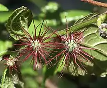Inflorescences femelles.