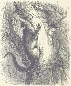 Illustration pour Le Désert et le Monde Sauvage (c. 1866).
