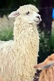 Alpaga suri blanc (Knies Kinderzoo&nbsp;(en), à Rapperswil, Suisse, 2012)