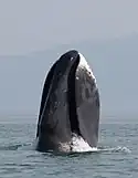 Baleine boréale