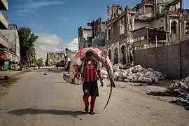 Homme transportant un requin-marteau halicorne à Mogadiscio (Somalie).