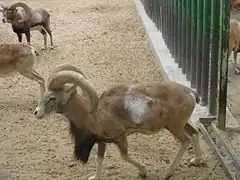 O. g. laristanica  au zoo du Koweït&nbsp;(en).