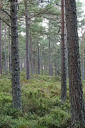Image illustrative de l’article Forêt d'Abernethy
