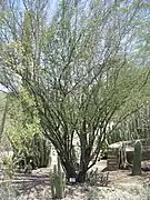 Huizache (Acacia farnesiana).