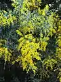 Acacia podalyriifolia.