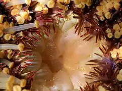 Gros plan sur l'estomac partiellement dévaginé d'une acanthaster, dérangée en plein repas.