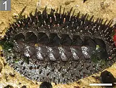 Acanthopleura echinata