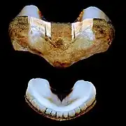 Deux plaques d’A. granulata : une plaque intermédiaire (32&nbsp;mm) et la plaque de la queue (21&nbsp;mm).