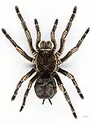 Acanthoscurria juruenicola
