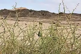 Buisson épineux de !nara.