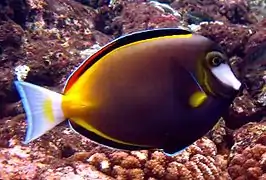 Acanthurus japonicus