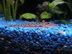 Acantopsis dialuzona